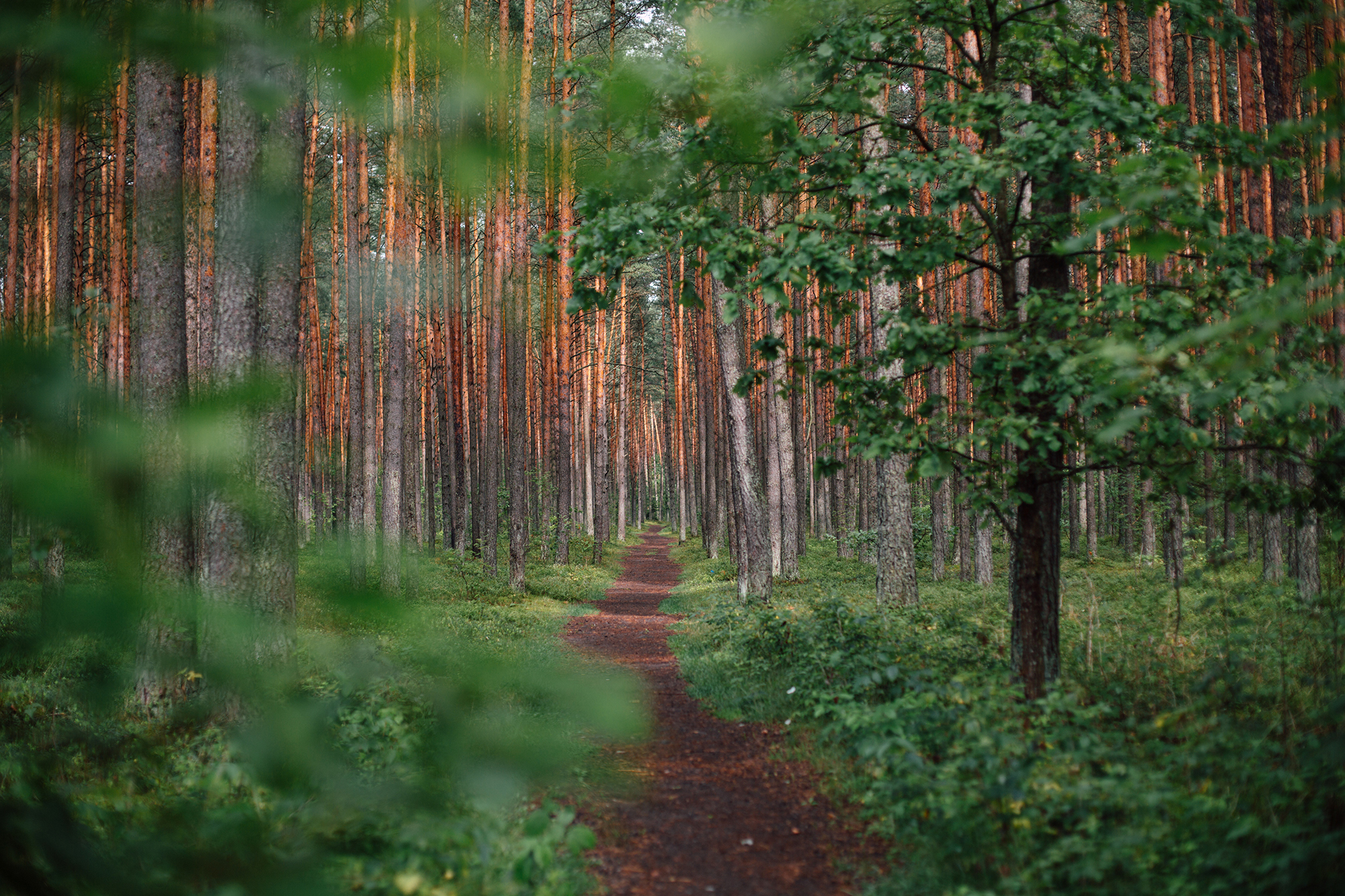 What a Trail Taught Me About Worship