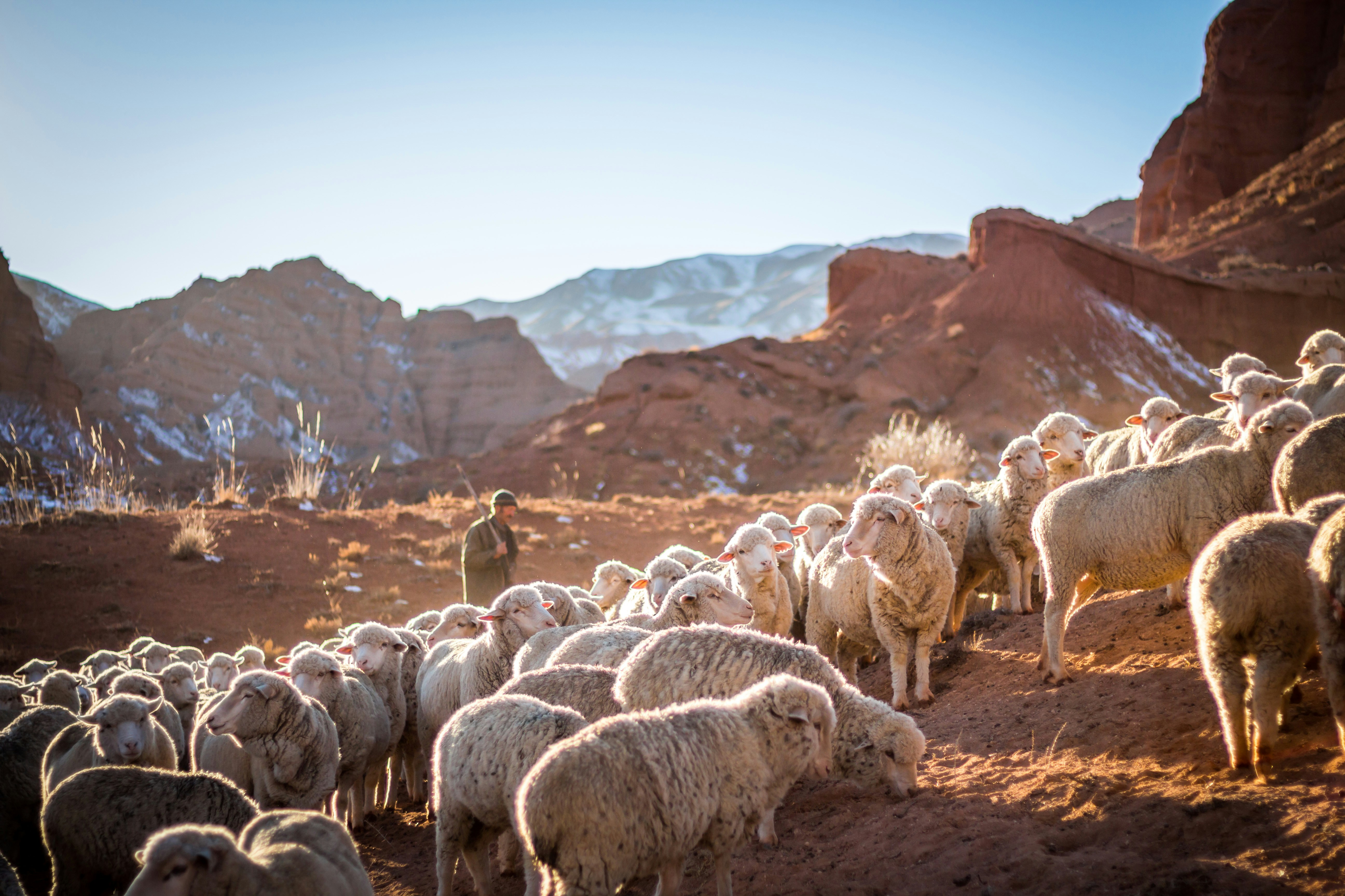 Sheep and Shepherds